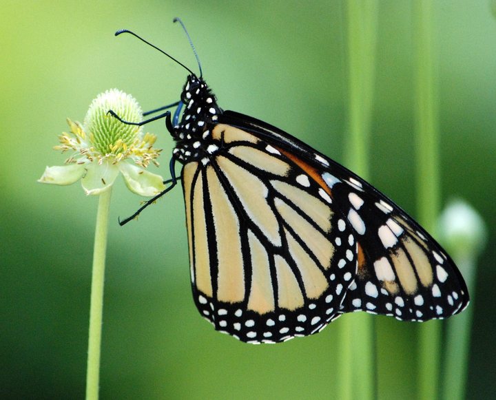Butterflies